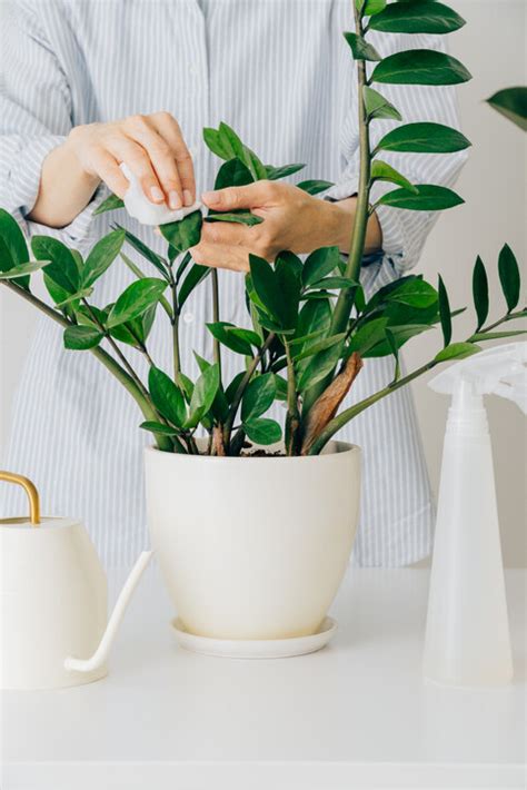 洗手間植物風水|風水植物｜不只富貴竹！7款招財/招桃花植物推介+不可不知風水 